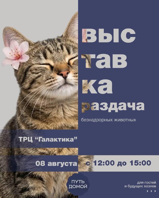 Выставка-раздача бездомных животных «Путь домой»
