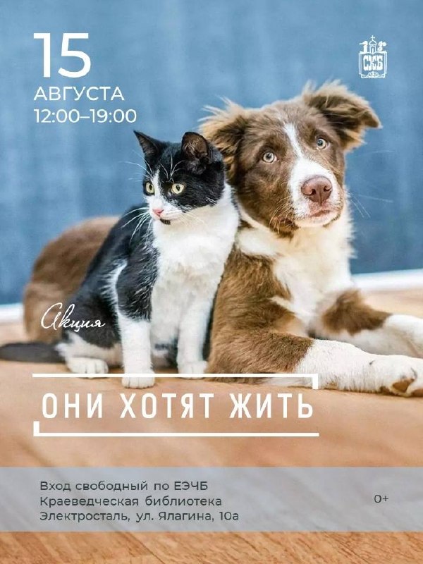 Акция по сбору корма для бездомных животных